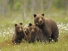 beren_familie_20110705_2086159157