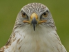 129-oofvogel_129